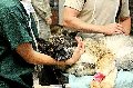 увеличить Мия в Люберцах